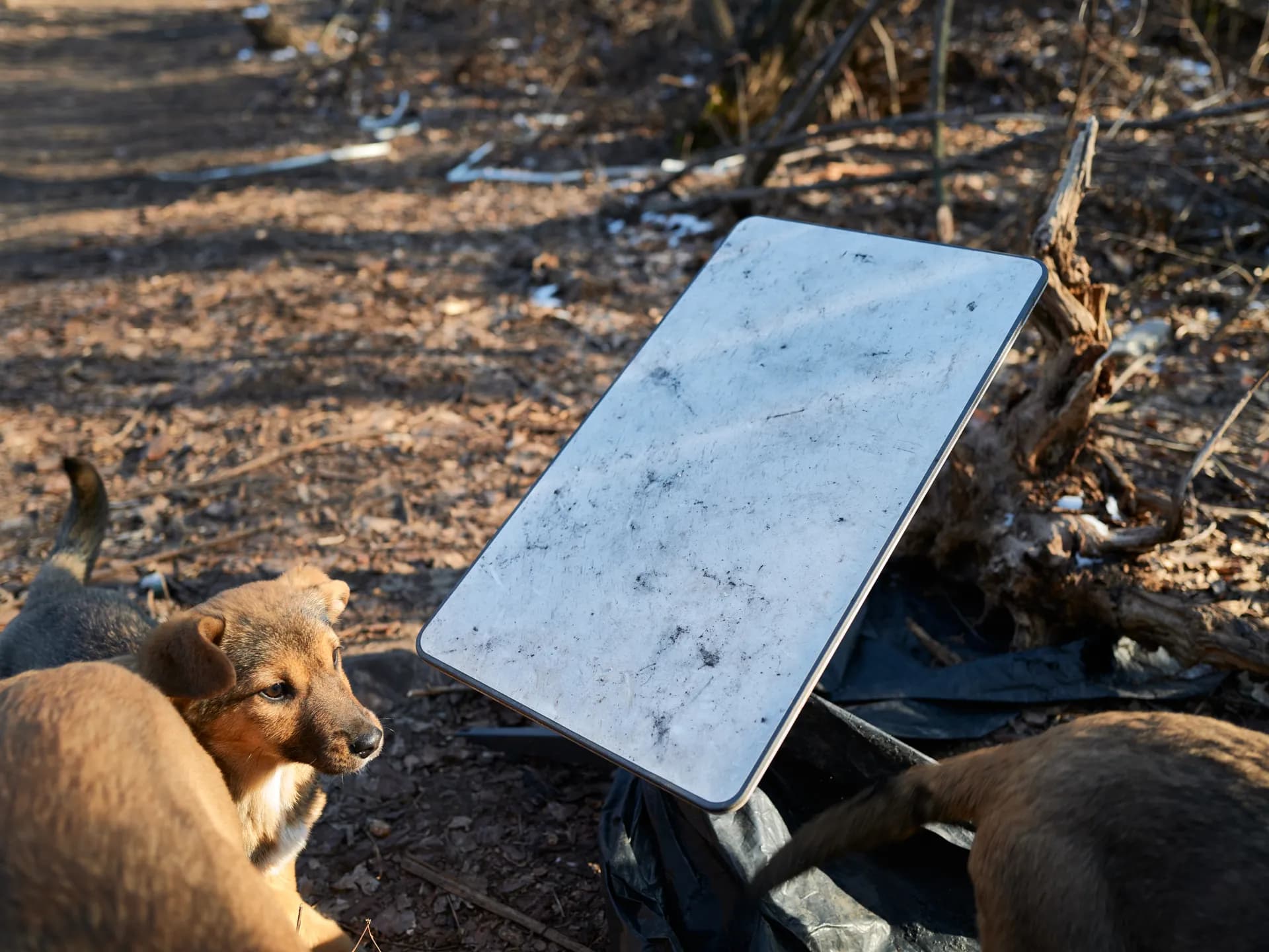 Una antena de Starlink instalada en el terreno junto a unos perros (foto de archivo)