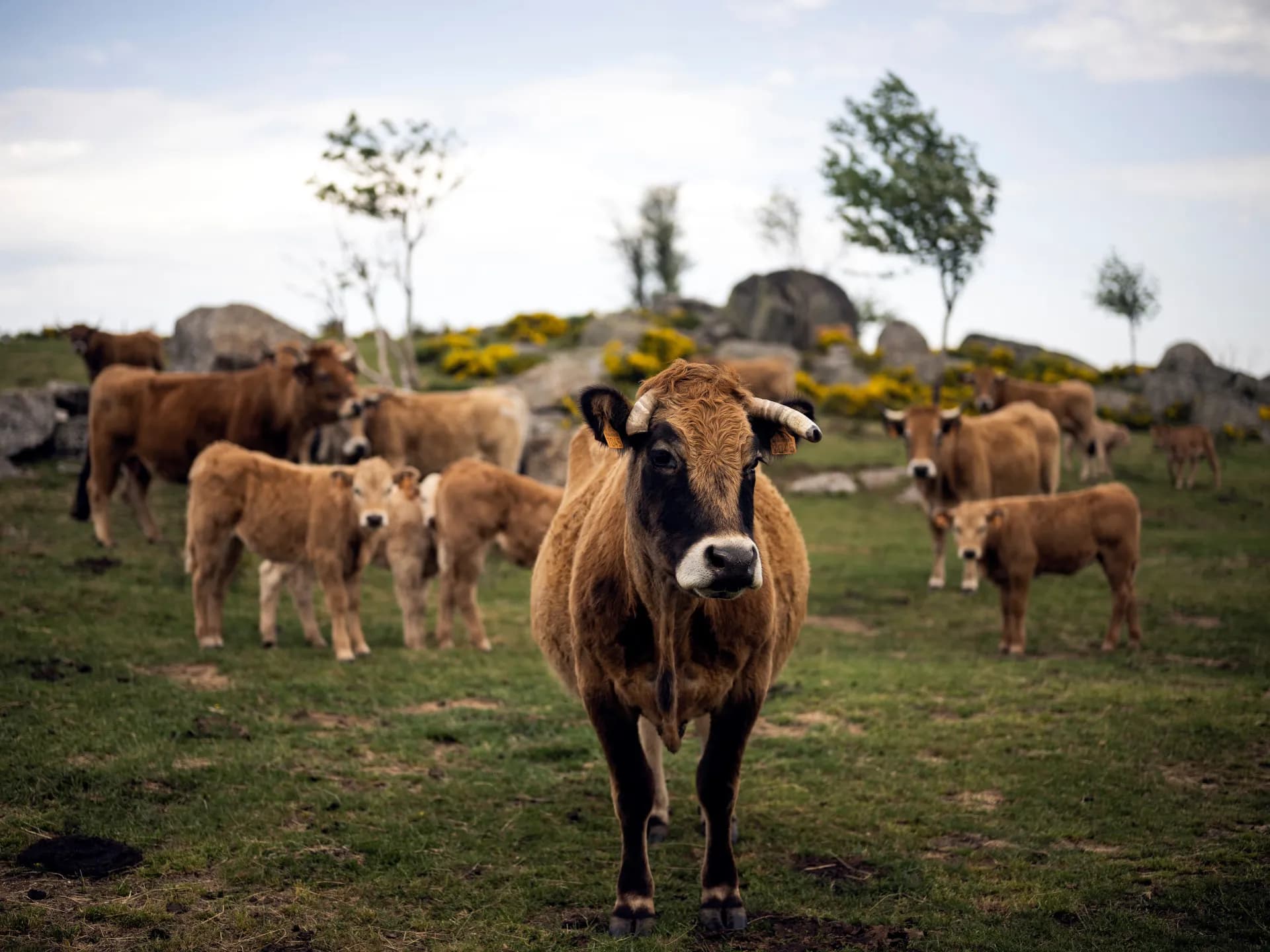 Vacas en un potrero del sur de Francia