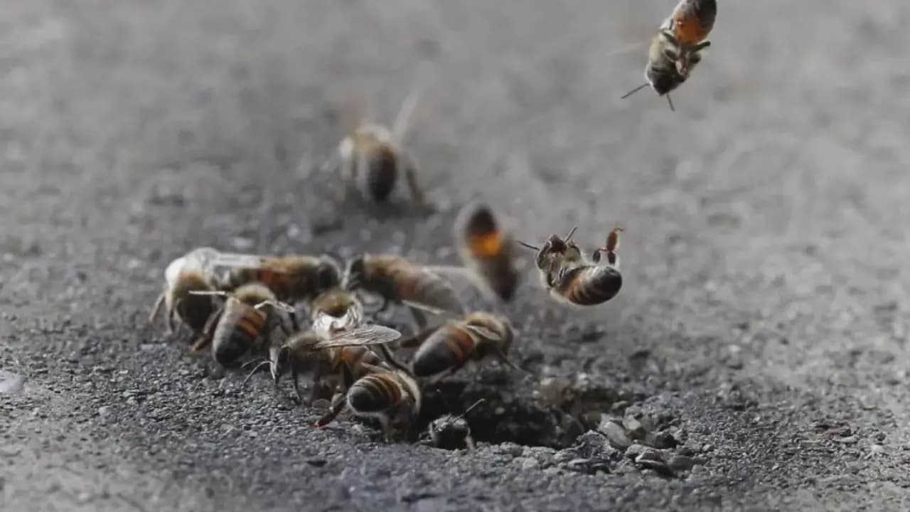 Abejas en un panal