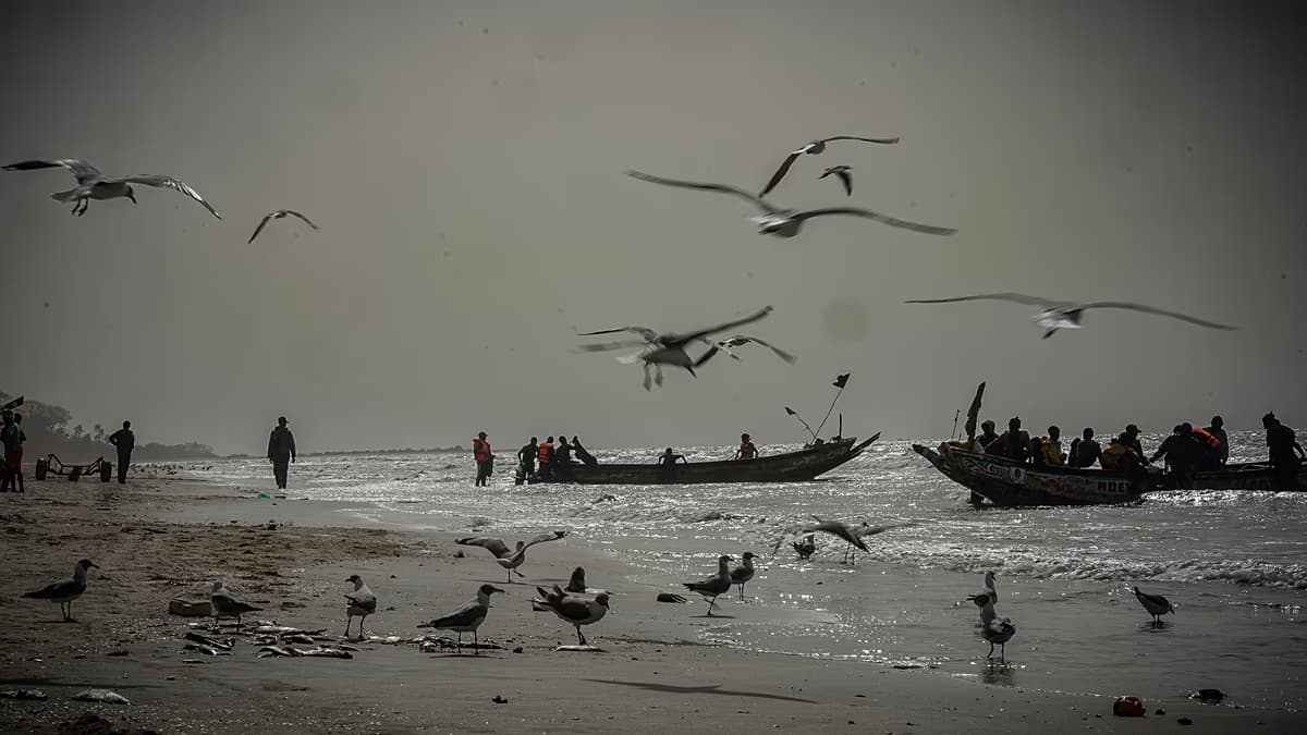 Embarcaciones de madera llegan a una playa de Gambia entre gaviotas, en una imagen de archivo