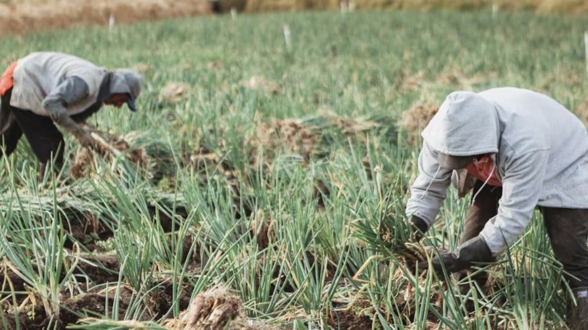 Dos campesinos cosechan cebolla en un cultivo