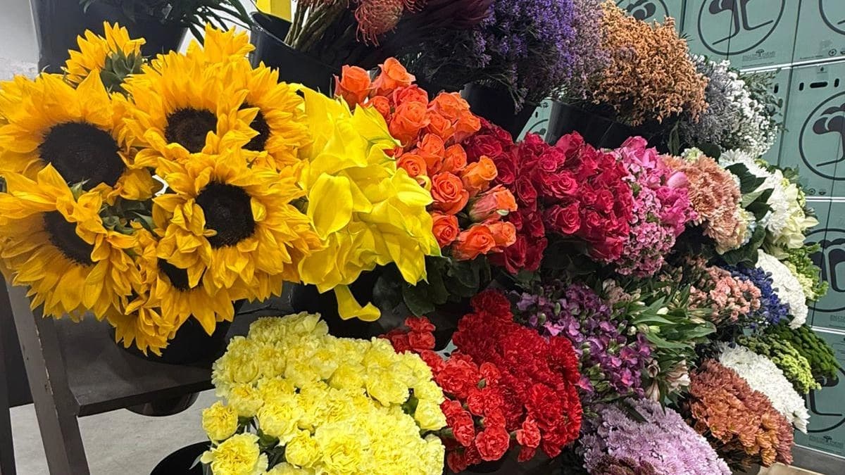 Trabajadora en un cultivo de flores para exportación en Colombia