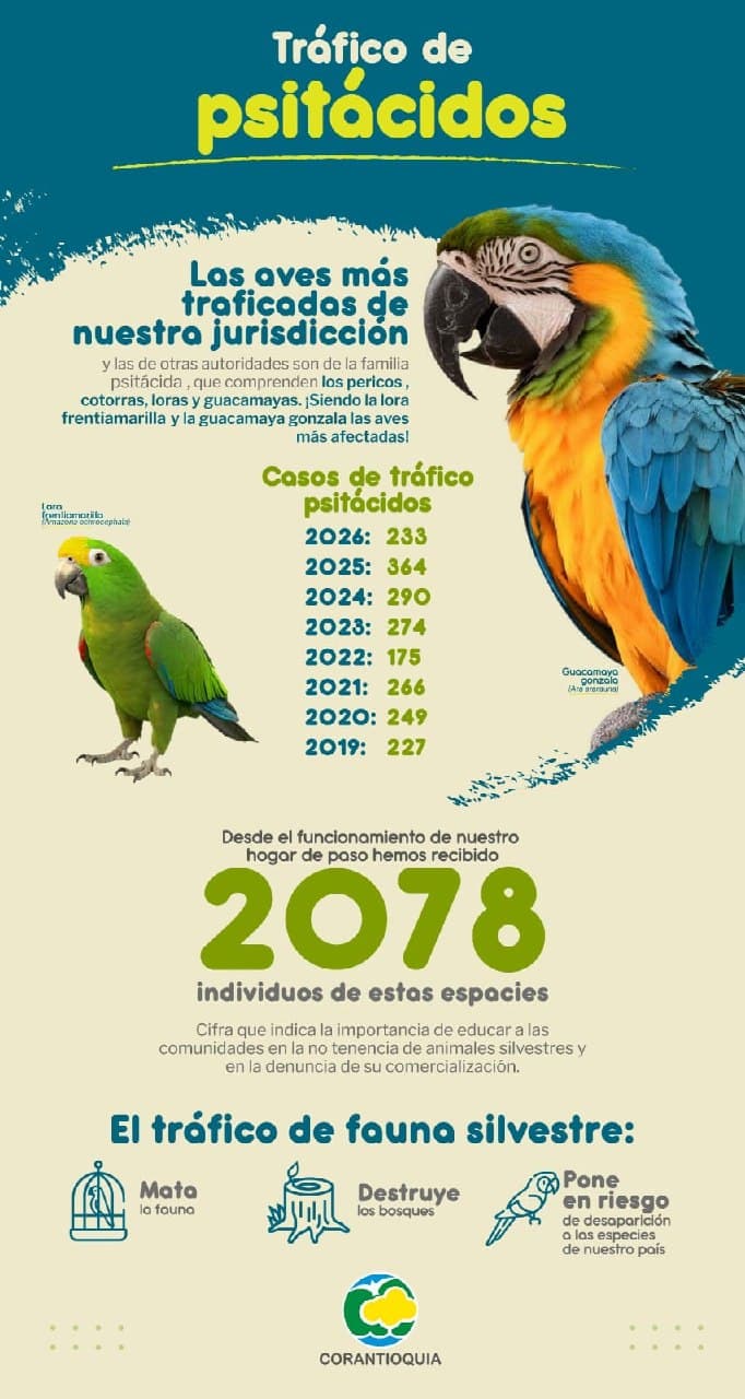 Infografía de Corantioquia sobre el tráfico de psitácidos con los casos registrados entre 2019 y 2026
