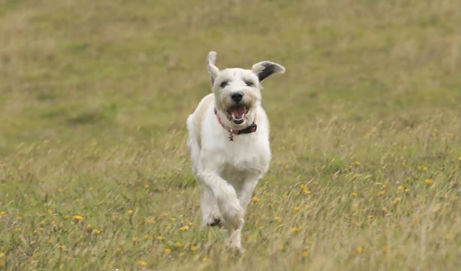 Un perro corre por un prado