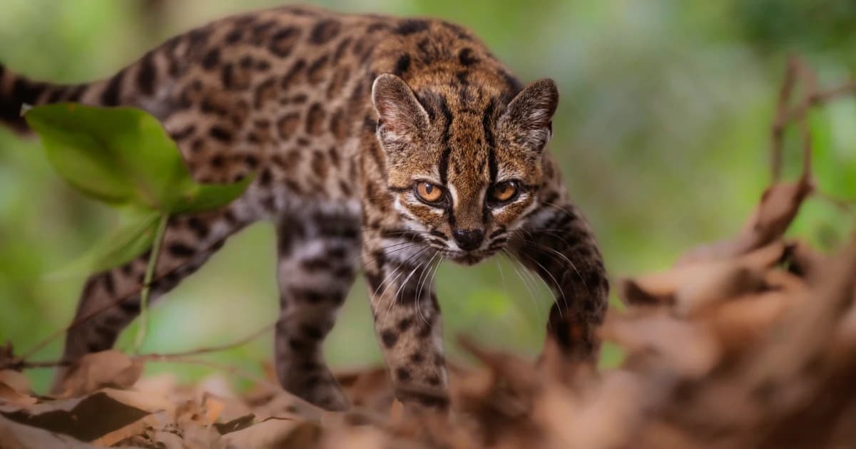 Un gato tilcayo, pequeño felino moteado, camina entre la hojarasca