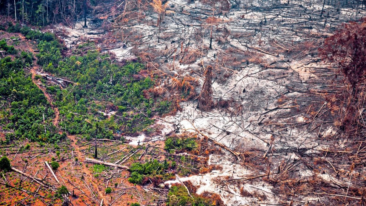 Zona deforestada en la Amazonía colombiana