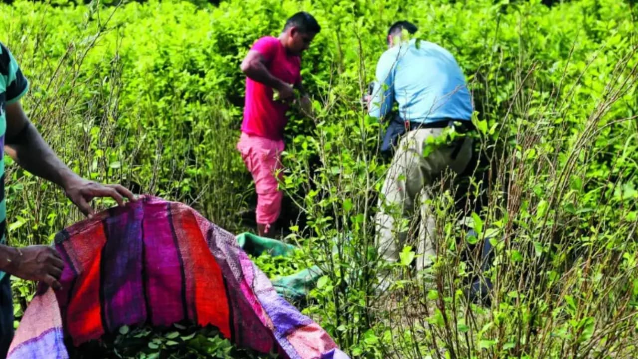 Campesinos recogen hoja de coca en un cultivo