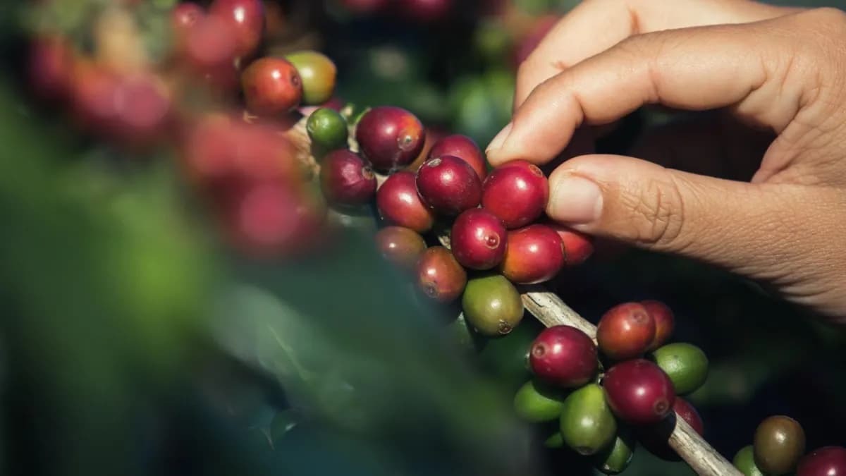 Mano que recoge granos maduros de café en una rama