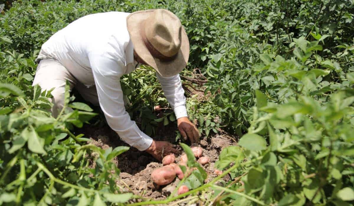 Un campesino cosecha papa en un cultivo