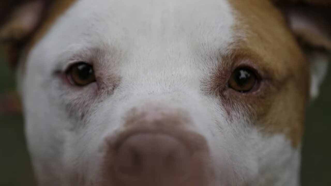 Primer plano del rostro de un perro