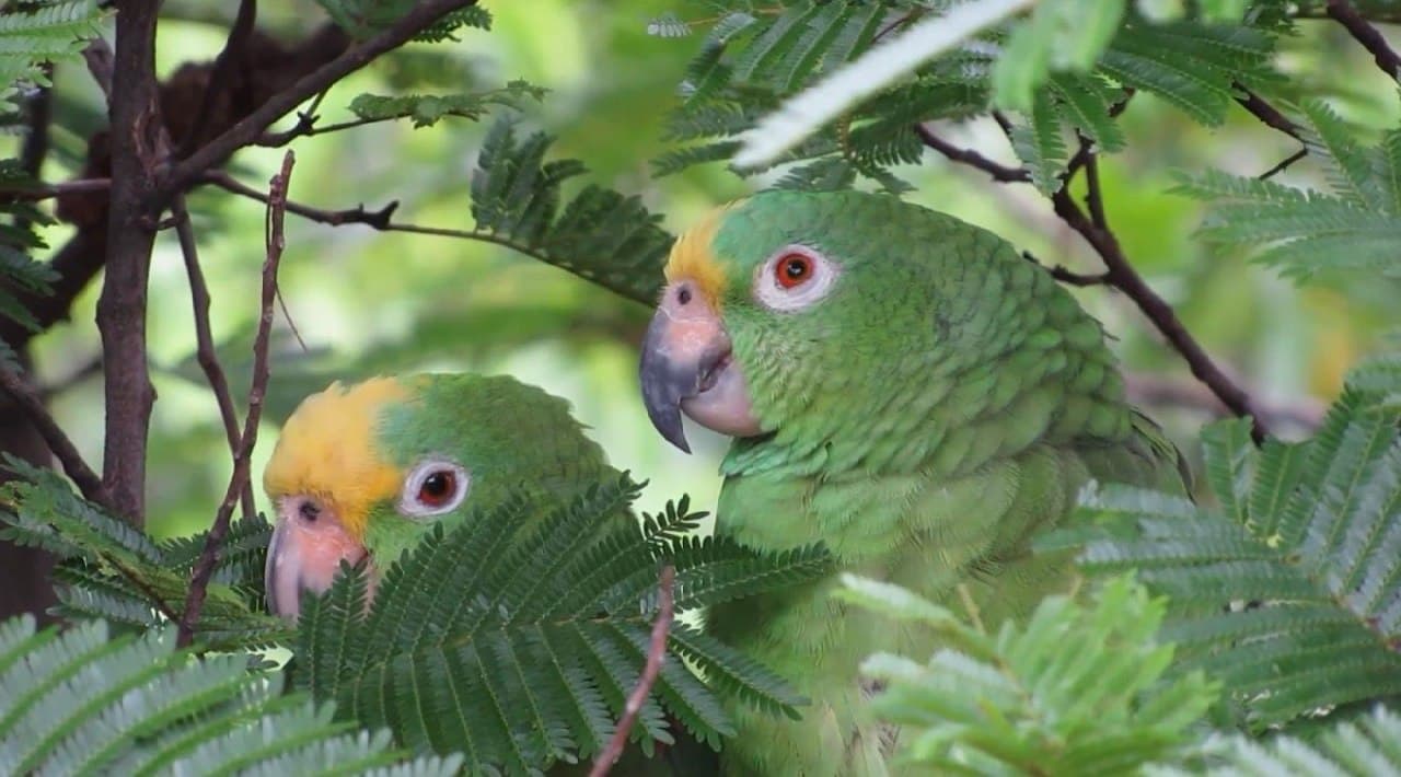 Dos loras frentiamarillas posadas entre el follaje de un árbol