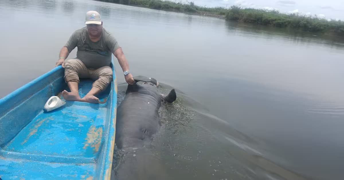 Un pescador en una canoa junto al cuerpo de un manatí muerto en el caño San Silvestre de Barrancabermeja