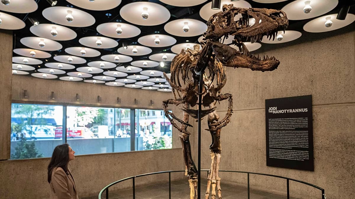 Una mujer observa el esqueleto del Nanotyrannus «Jodi» exhibido en la sede de Sotheby's en Nueva York