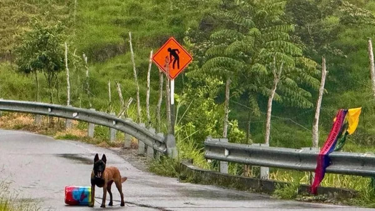 Un canino antiexplosivos junto al cilindro hallado en la vía a Ituango