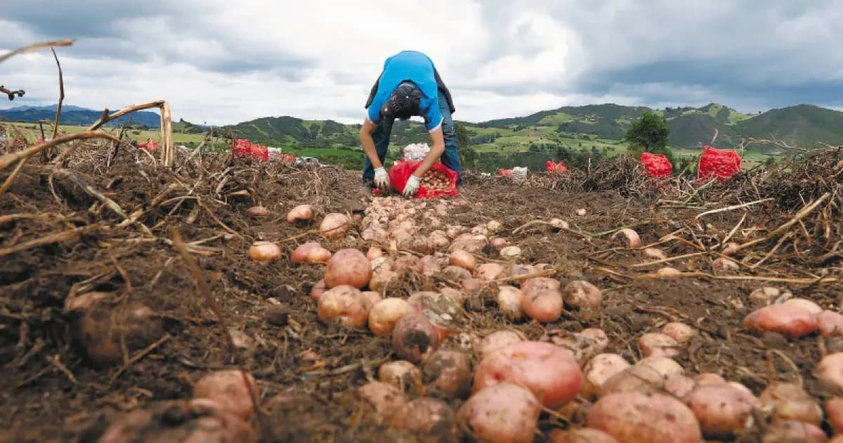 Un agricultor recoge papa en un cultivo de tierra fría