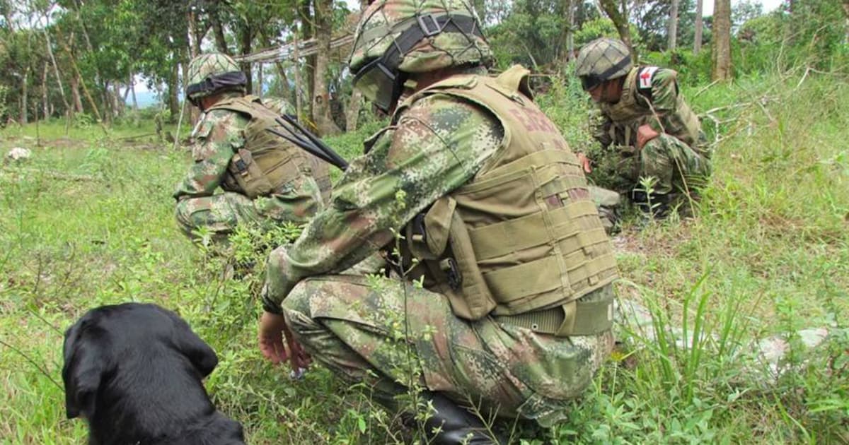Soldados del Ejército con chalecos y cascos revisan el terreno junto a un perro detector de explosivos en una zona rural
