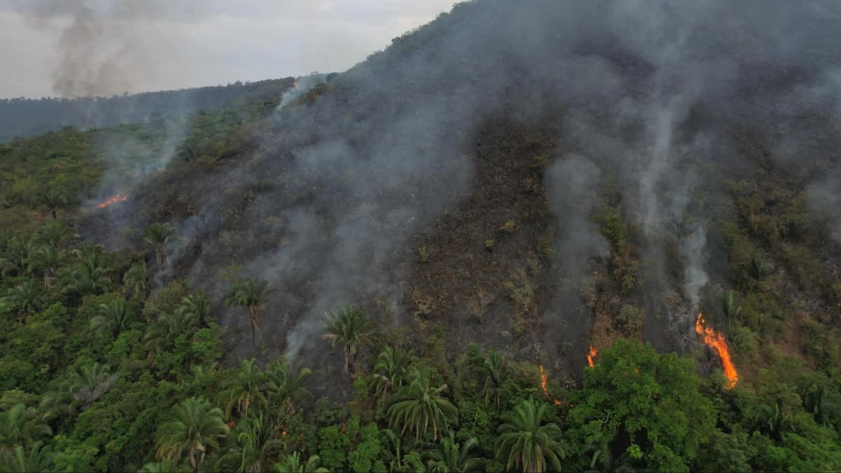 Vista aérea de una ladera boscosa con lenguas de fuego y columnas de humo saliendo entre las palmas