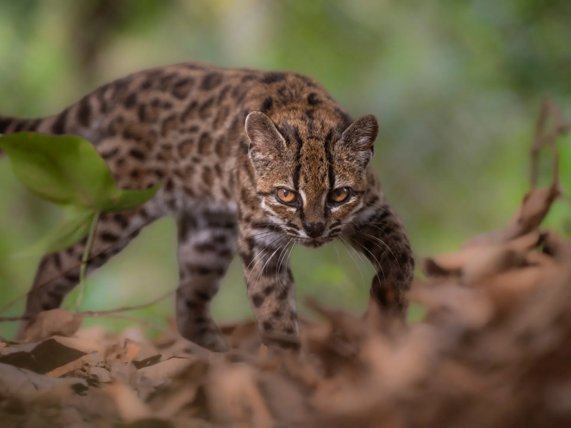 Un pequeño felino silvestre moteado camina sobre la hojarasca del bosque