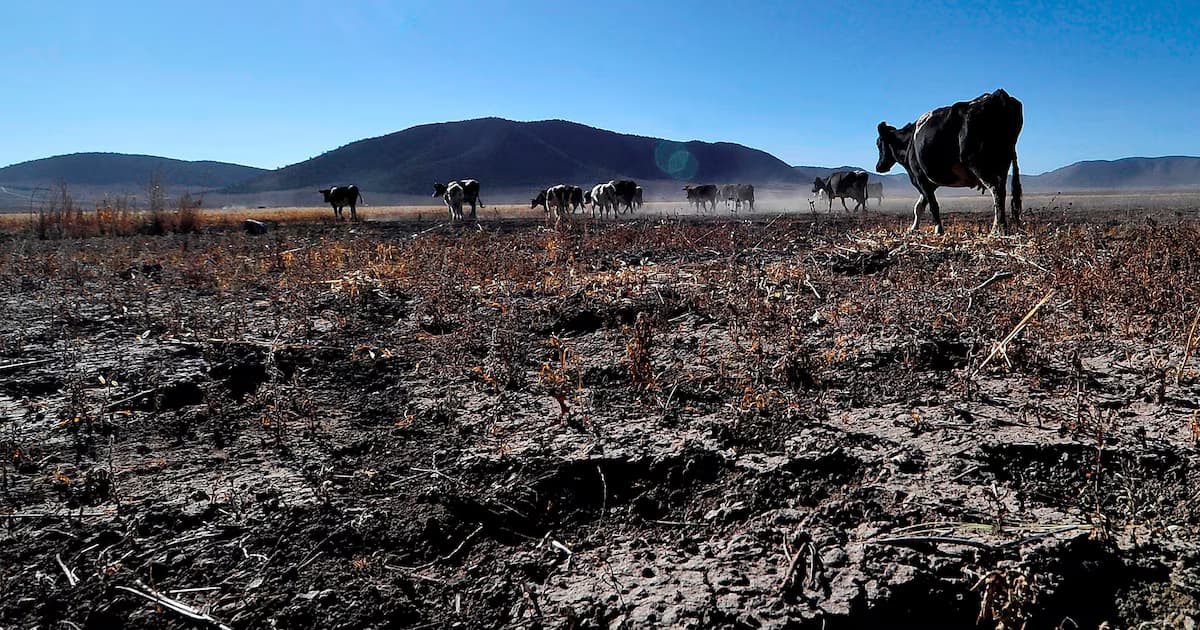 Reses caminando sobre un potrero agrietado y sin pasto, levantando polvo bajo un cielo despejado
