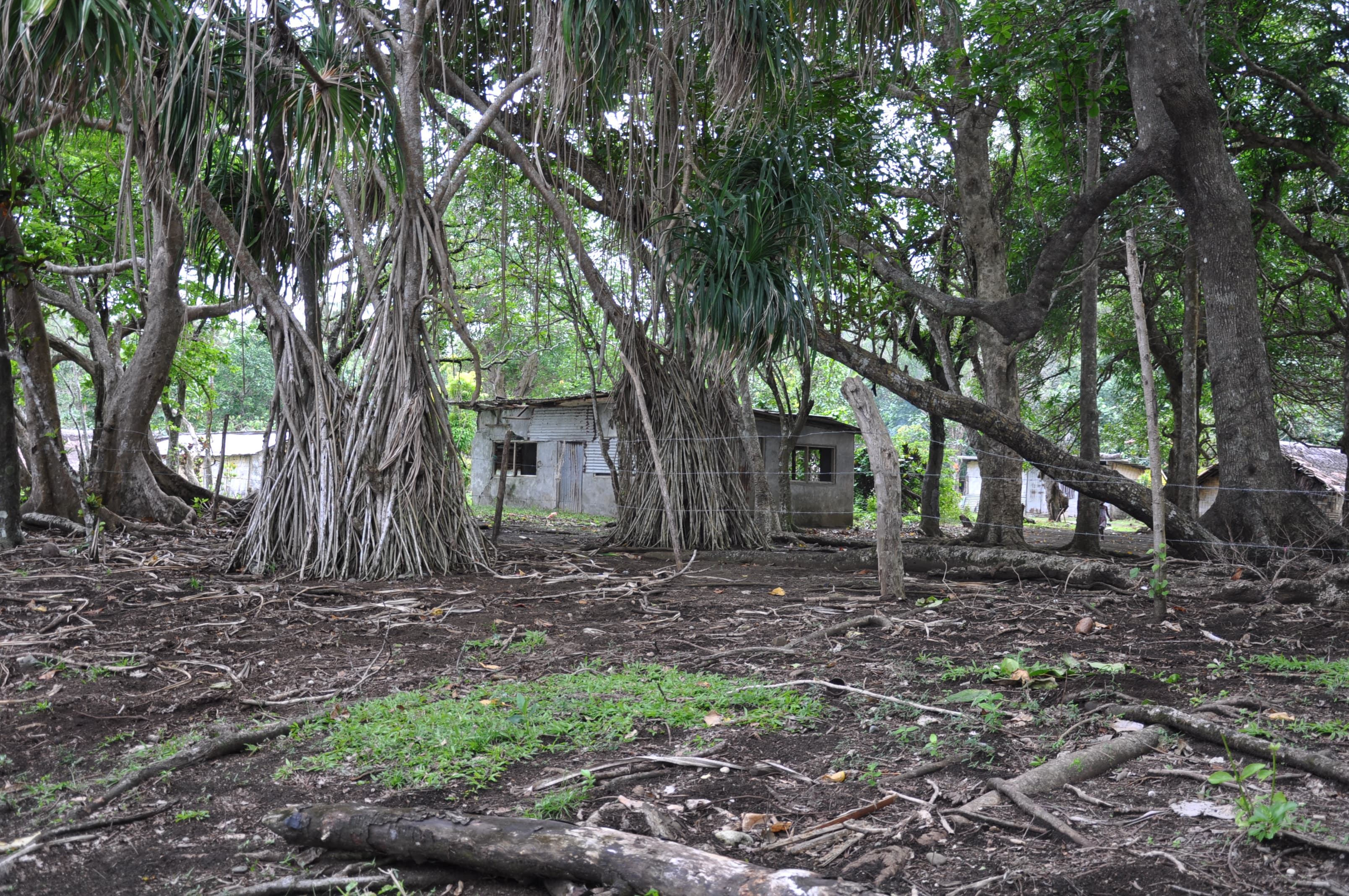 Casas de una sola planta entre pandanos y árboles grandes en una aldea de la isla de Pentecostés, Vanuatu, en una fotografía de archivo de 2015