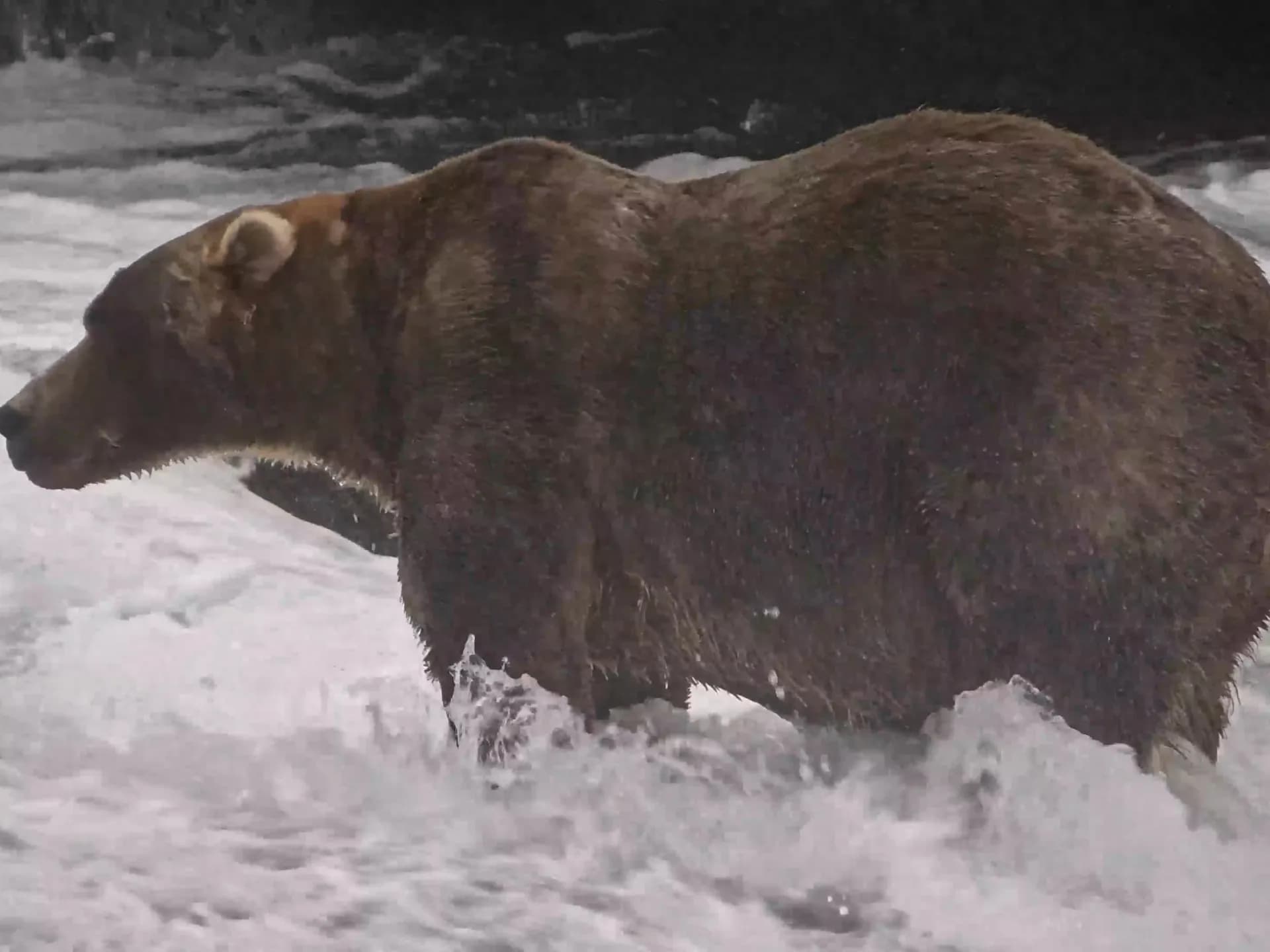 Backpack, un enorme oso pardo, de pie en las aguas del río Brooks, en el Parque Nacional Katmai