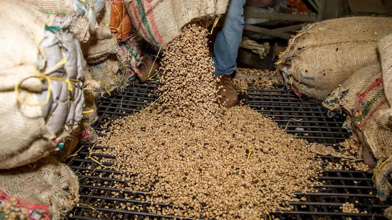 Granos de café de exportación