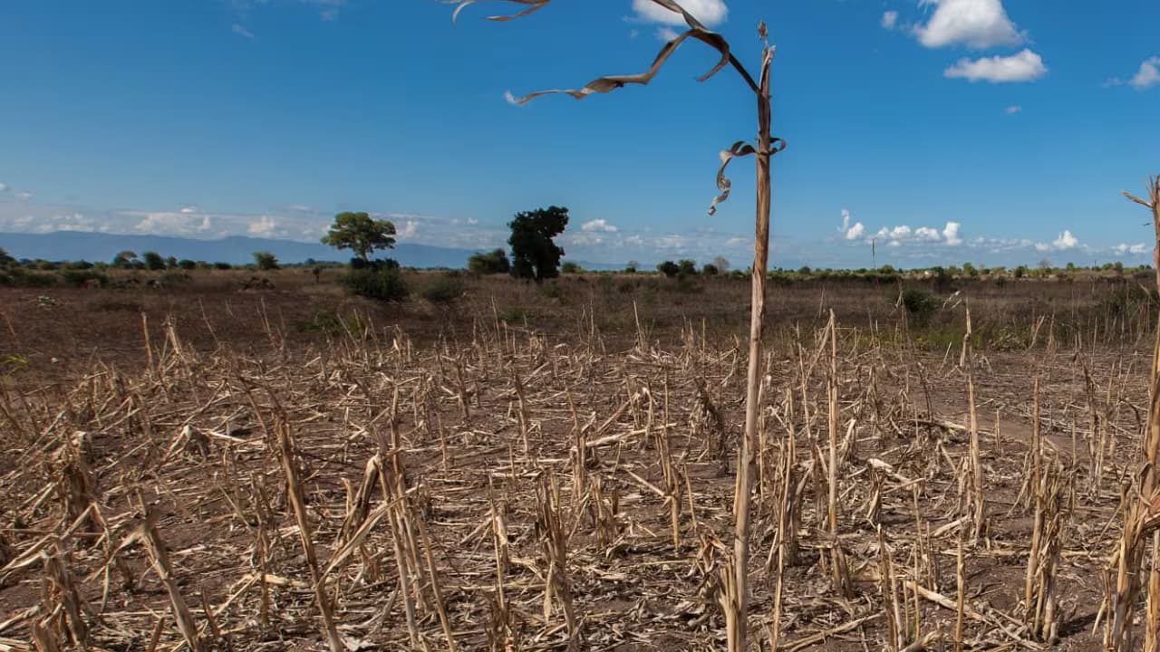 Cultivo afectado por la sequía